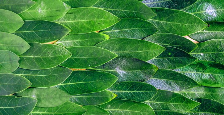 Green leaves