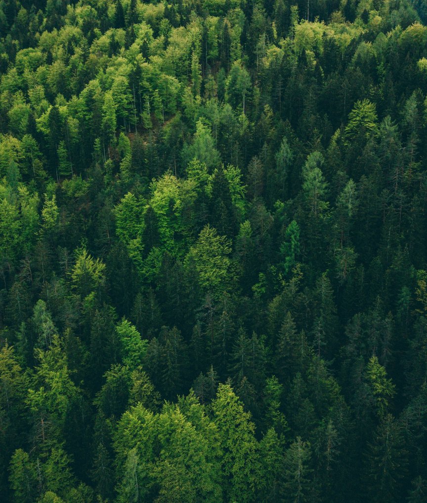 Green forest