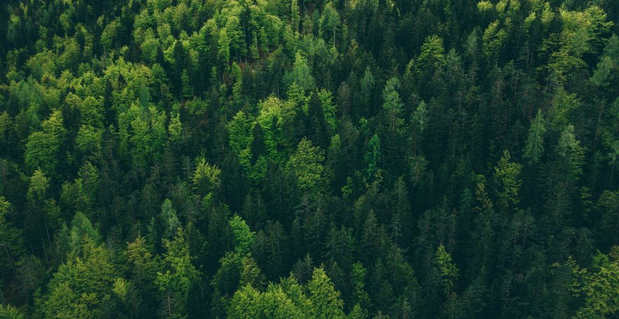 Green forest