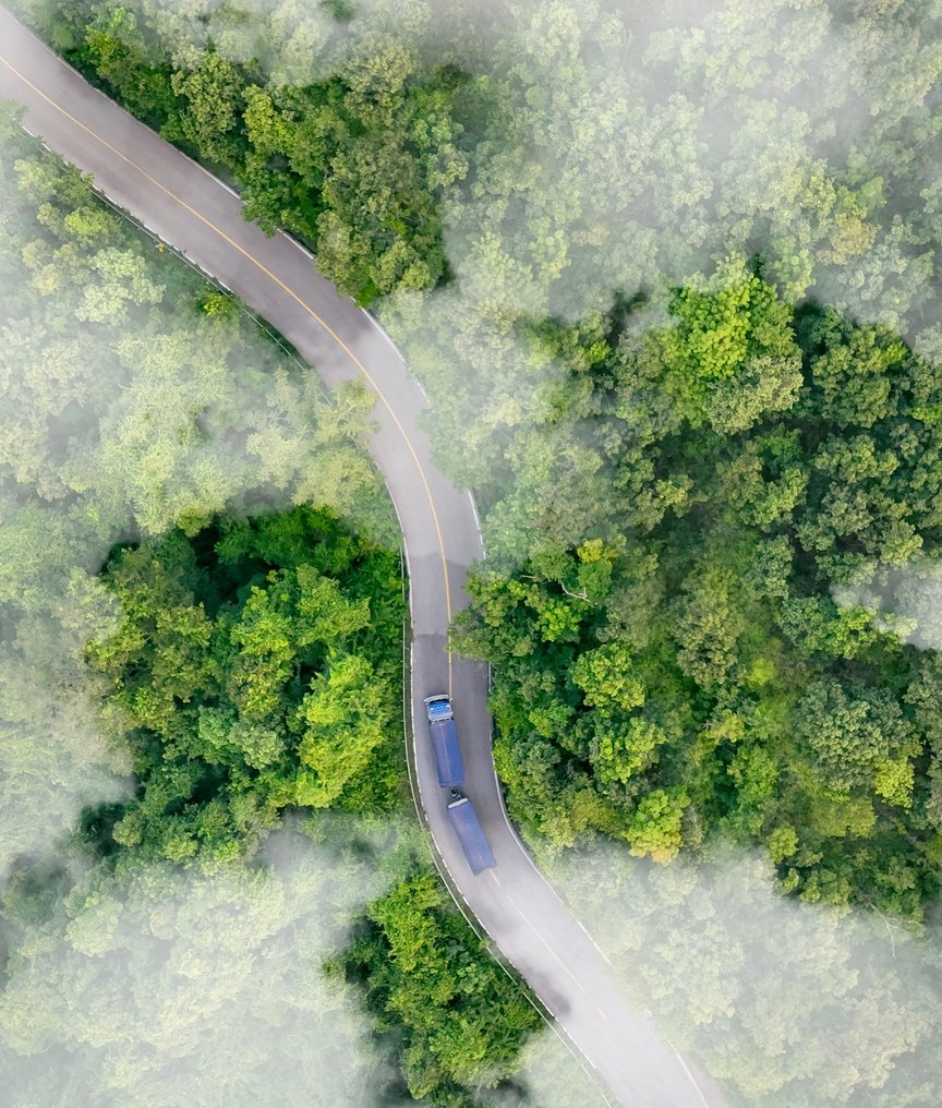forest with mist and a road