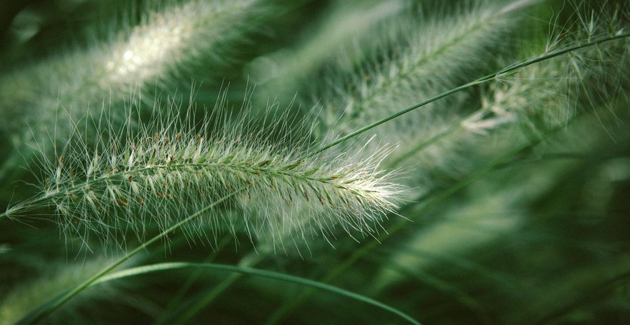 green pine tree with gleaming sunlight
