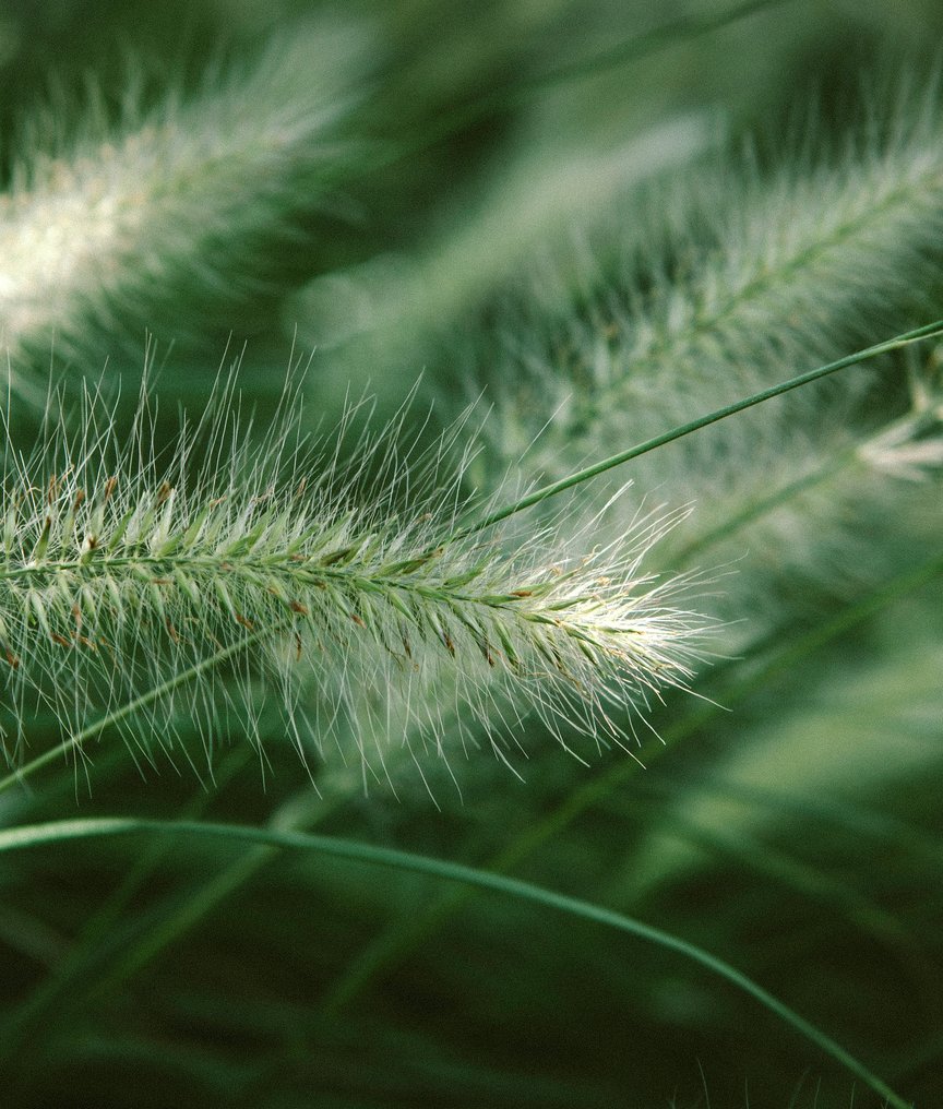 Green leafs