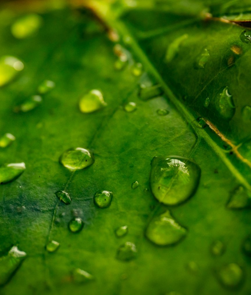 Green leave with raindrops